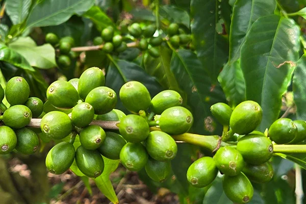 Freshly sorted and graded Kona green coffee beans in wooden drying trays, Kona Volcano Farm Hawaii Island