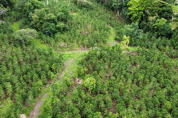 Specialty-roasted 100% Kona coffee sourced directly from Kona Volcano Farm, Big Island Hawaii