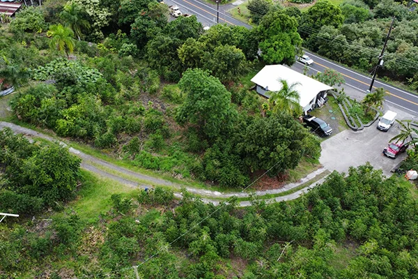 Rows of Kona coffee trees thriving in volcanic soil at a single-estate farm, South Kona Hawaii