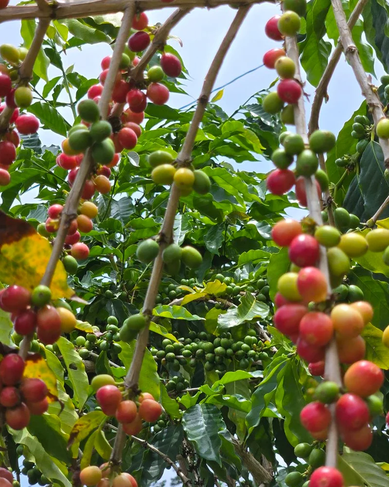 Fermentation and on-site pulping equipment at Kona Volcano Farm, single-estate processing Captain Cook Hawaii