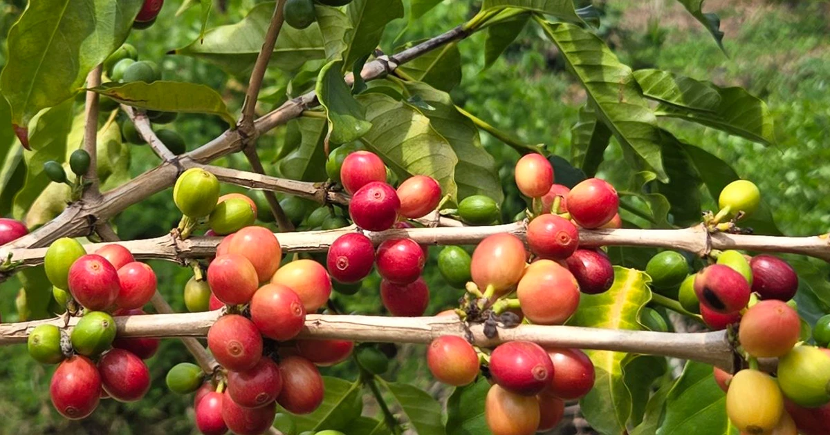Coffee plant leaves on Hawaii Island, authentic Kona coffee growing region