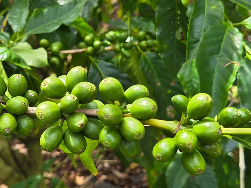 Green unroasted Kona coffee beans wholesale, Kona Volcano Farm Hawaii