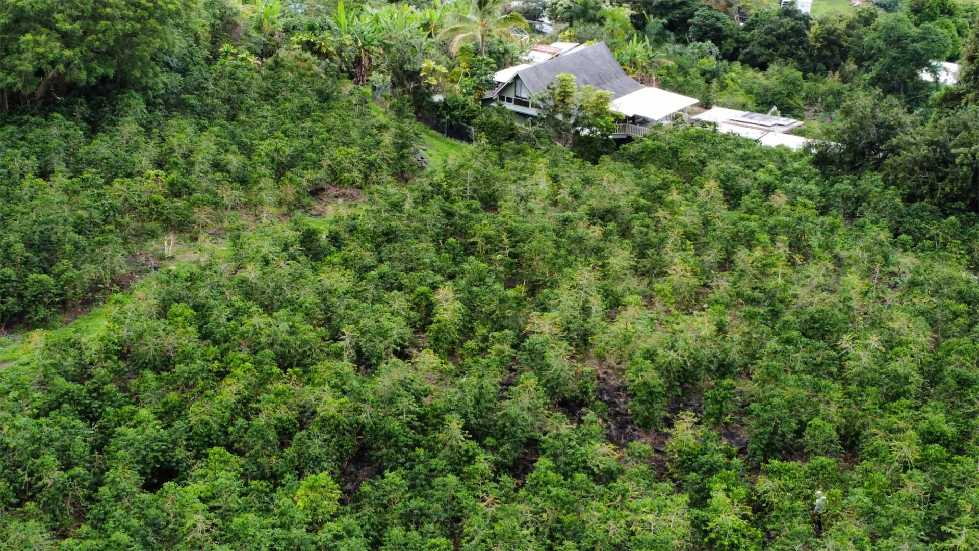Kona coffee plants growing on volcanic soil, Hawaii Island Big Island