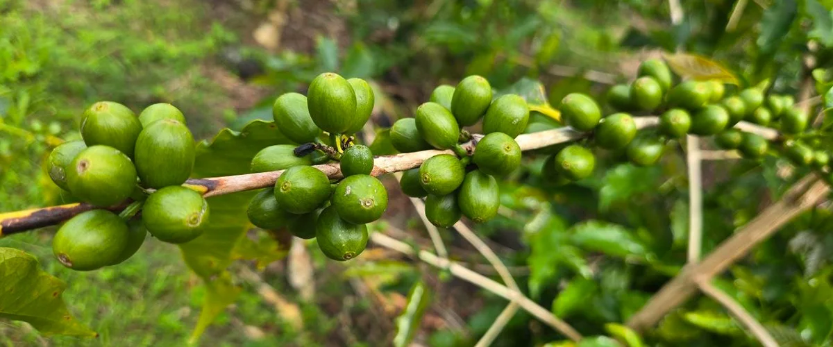 Green Kona coffee beans graded and sorted at Kona coffee farm, Kona Volcano Farm Hawaii