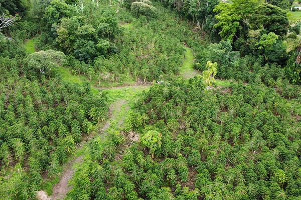 Kona coffee farm trees growing on volcanic soil at 1,600 feet, Hawaii Island Big Island