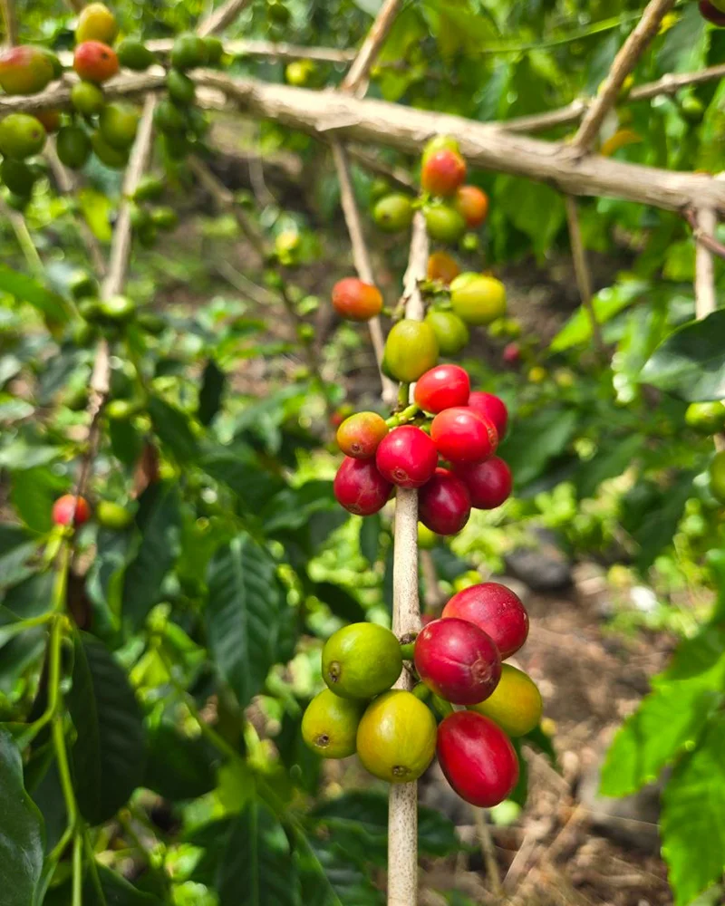 Farmer handpicking ripe coffee cherries at Kona Volcano Farm, certified Kona coffee farm Captain Cook Hawaii