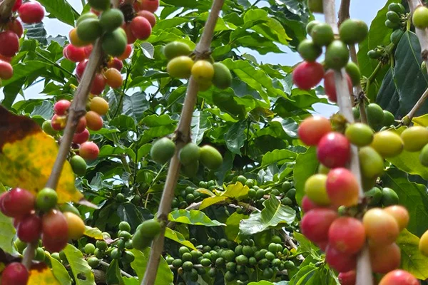 Hand-picking ripe Kona coffee cherries for brand partner programs at Kona Volcano Farm, Captain Cook Hawaii Island